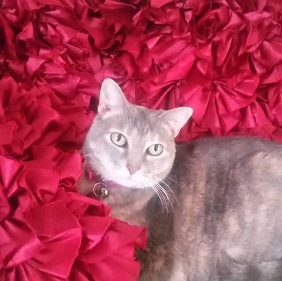 Meet your Posher, Renee - Picture 1 of 1